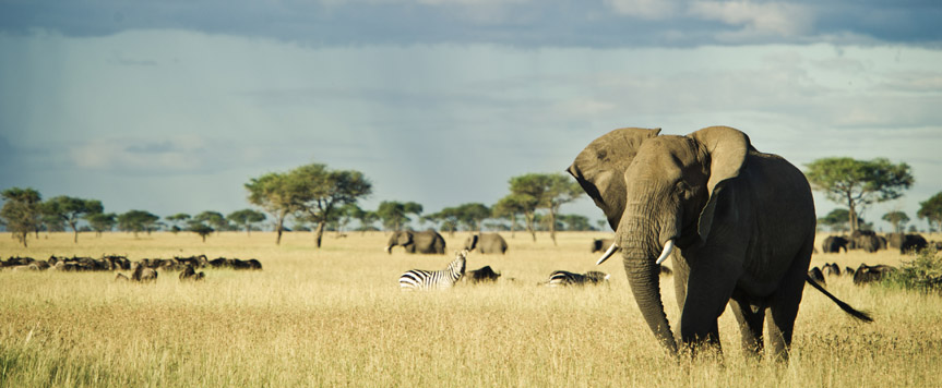 Elephant dans le Serengeti